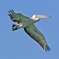 Pelican 3.jpg