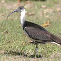 strw-necked-ibis
