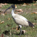 white-ibis.jpg