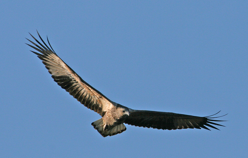 Sea Eagle Juvenile 1.jpg