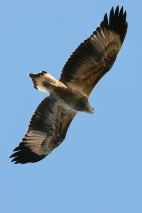 sea-eagle-juv