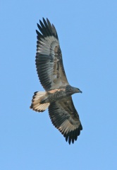 sea-eagle-juv2