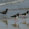 Pied Oystercatchers & Sooty Oystercather
