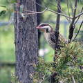 spiny-cheeked-he050921a.jpg
