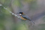 Eastern Spinebill