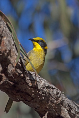 yellow-tufted-he