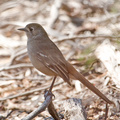 southern-scrub-robin