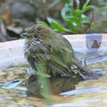 striated-thornbill-bathing-1.jpg