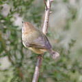 striated-thornbill-topview2