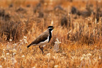 Banded Plover