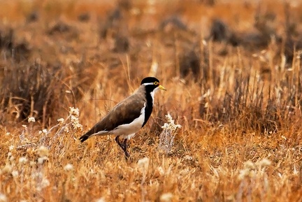 banded lapwing