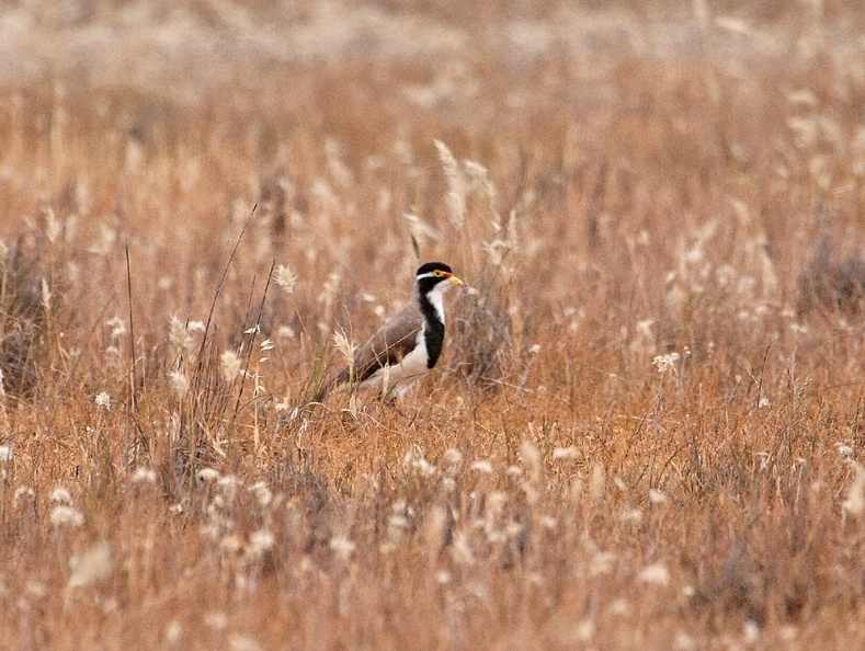 banded-lapwing
