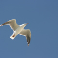 silver-gull-flight.jpg