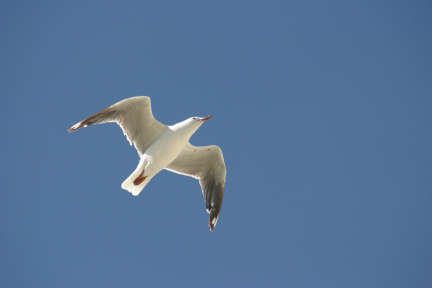 silver-gull-flight