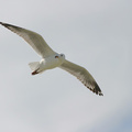 silver-gull-flight1.jpg