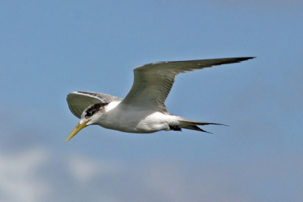 Crested Tern 1