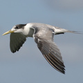 Crested Tern 2