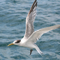 Crested Tern 3
