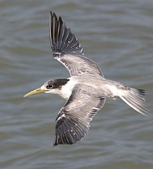 tern-flight