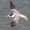 tern-flight