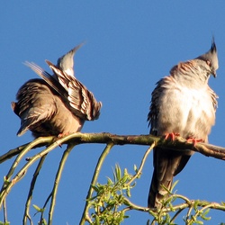 Victorian Birds