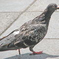 pigeon-domestic