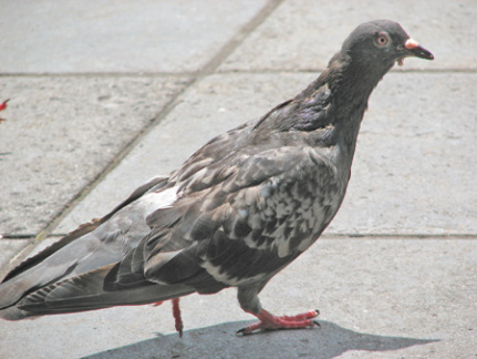 pigeon-domestic