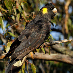 Yellow-tailed Black