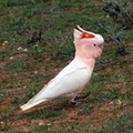 major-mitchell-cockatoo