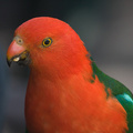 king-parrot081114a