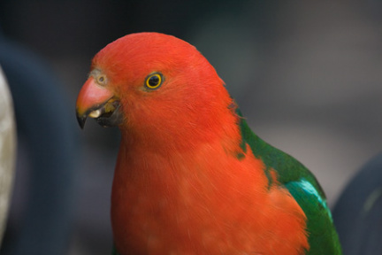 king-parrot081114a