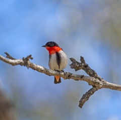mistletoe-bird