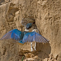 sacred-kingfisher5