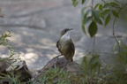 White-throated Treecreeper