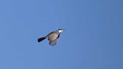 restless-flycatcher