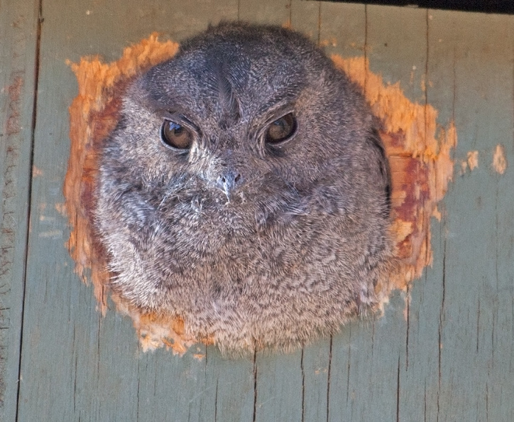 owlet-nightjar-box