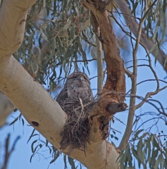 frogmouth-nest