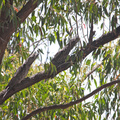 frogmouth4