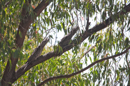 frogmouth4