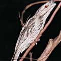 frogmouth310a