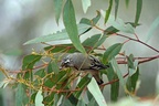 Striated Pardalote