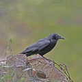 little-raven-a