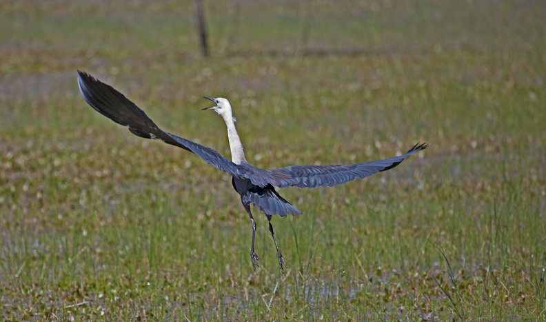 White-necked-Heron-3.jpg