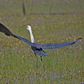 White-necked-Heron-3