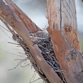 wb-wood-swallow-nest.jpg