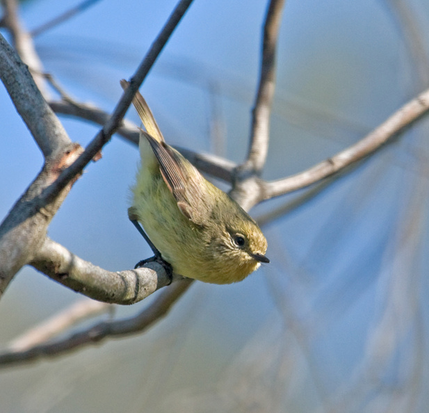 yellow-thornbill.jpg