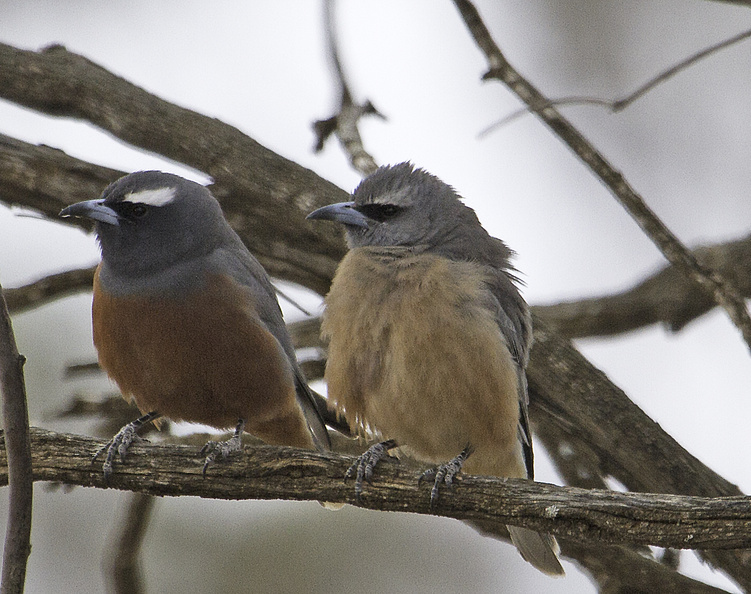 wb-woodswallow-pair