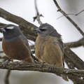 wb-woodswallow-pair.jpg