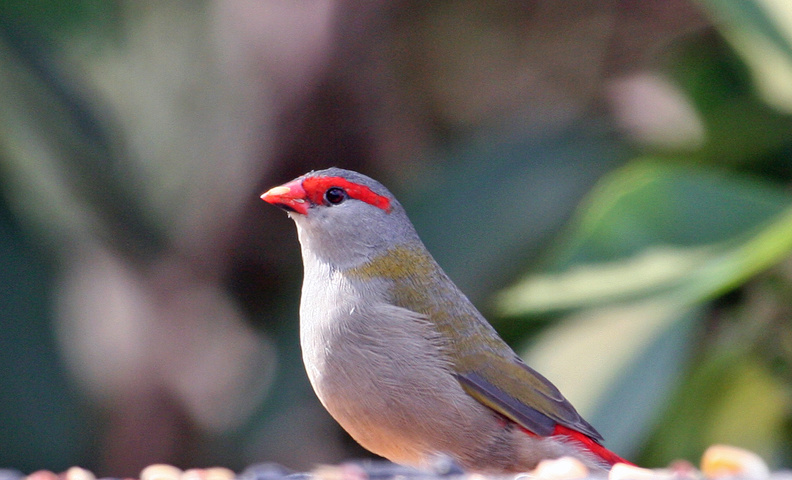 red-browed-finch-a.jpg