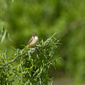 reed-warbler